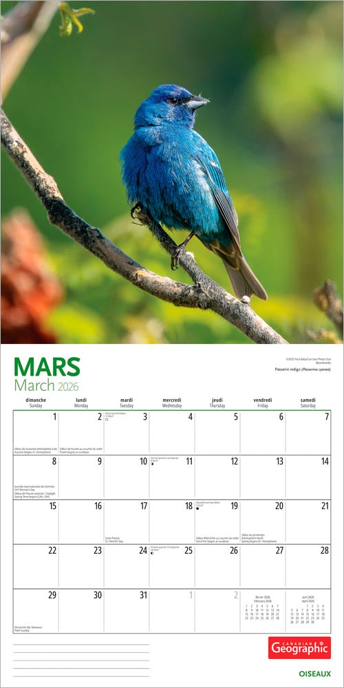 Canadian Geographic Oiseaux OFFICIEL | 2026 12 x 24 Inch (Hanging) Monthly Square Wall Calendar | Foil Stamped Cover | French Language
