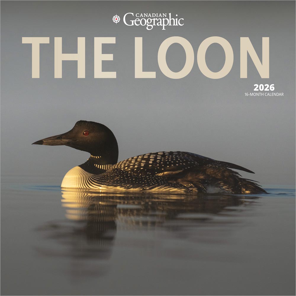 Canadian Geographic The Loon OFFICIAL | 2026 12 x 24 Inch (Hanging) Monthly Square Wall Calendar | Foil Stamped Cover