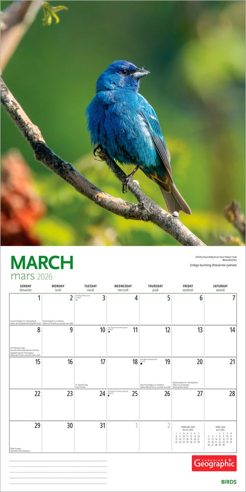 Canadian Geographic Birds OFFICIAL | 2026 12 x 24 Inch (Hanging) Monthly Square Wall Calendar | Foil Stamped Cover