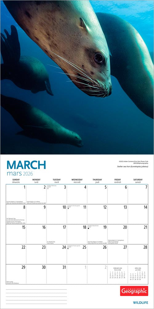 Canadian Geographic Wildlife OFFICIAL | 2026 12 x 24 Inch (Hanging) Monthly Square Wall Calendar | Foil Stamped Cover