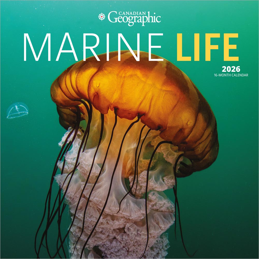 Canadian Geographic Marine Life OFFICIAL | 2026 12 x 24 Inch (Hanging) Monthly Square Wall Calendar
