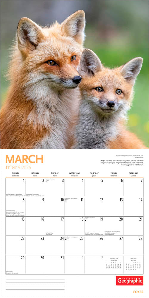 Canadian Geographic Foxes OFFICIAL | 2026 12 x 24 Inch (Hanging) Monthly Square Wall Calendar