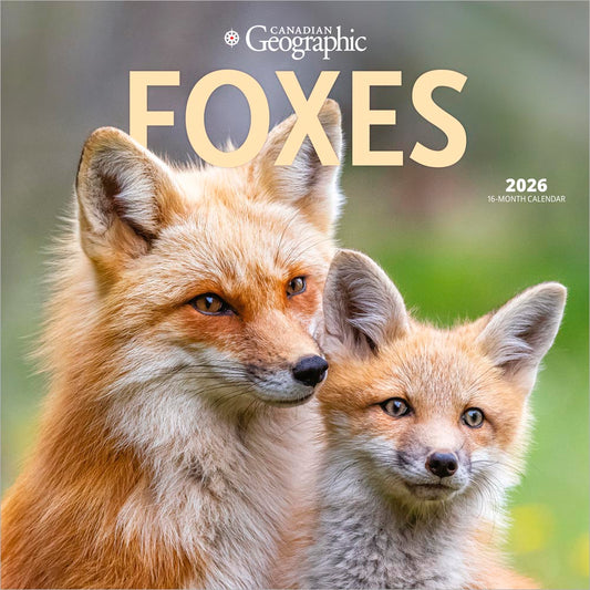 Canadian Geographic Foxes OFFICIAL | 2026 12 x 24 Inch (Hanging) Monthly Square Wall Calendar