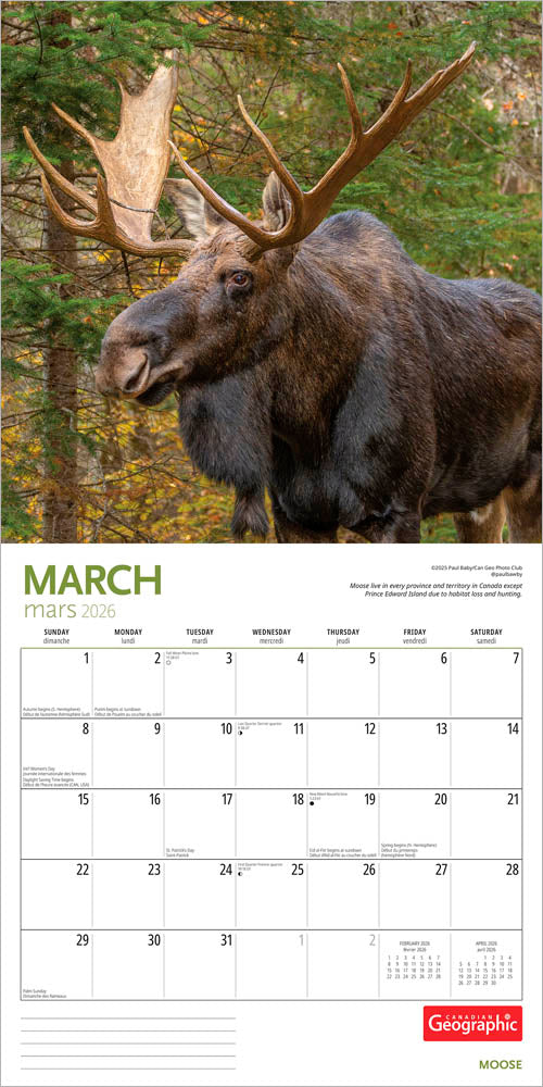 Canadian Geographic Moose OFFICIAL | 2026 12 x 24 Inch (Hanging) Monthly Square Wall Calendar