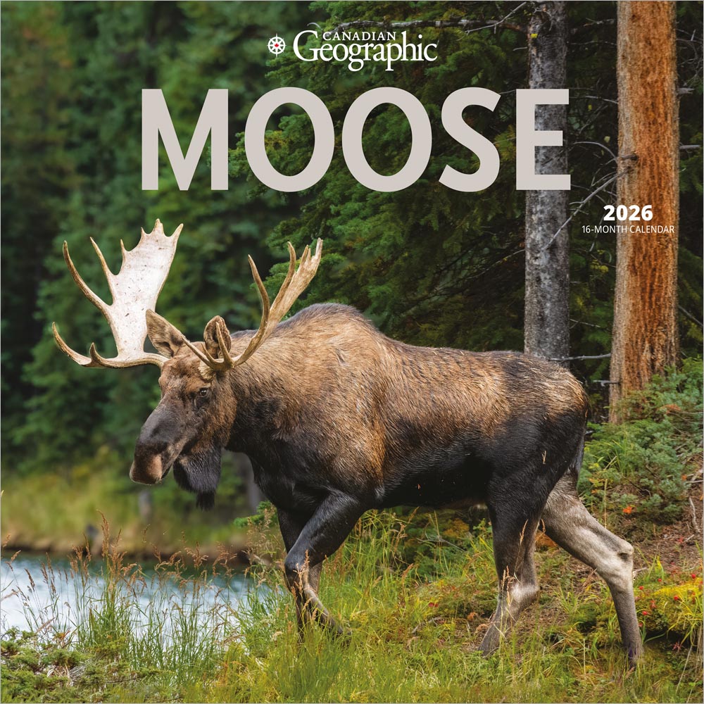 Canadian Geographic Moose OFFICIAL | 2026 12 x 24 Inch (Hanging) Monthly Square Wall Calendar