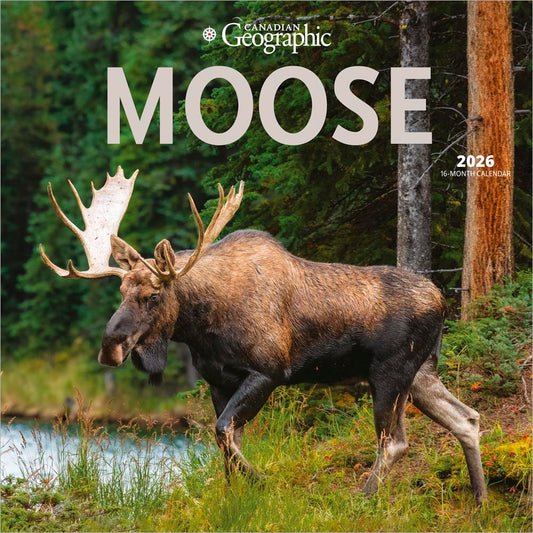 Canadian Geographic Moose OFFICIAL | 2026 12 x 24 Inch (Hanging) Monthly Square Wall Calendar