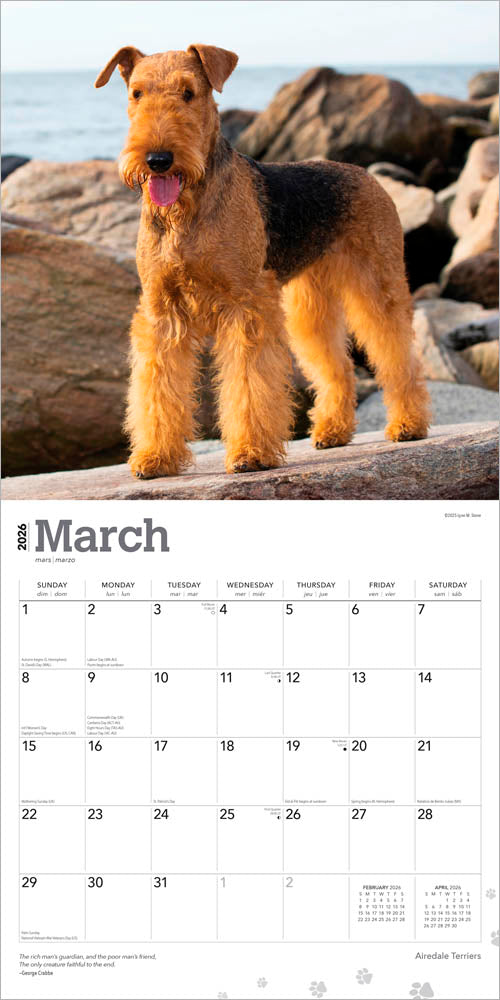 Airedale Terriers | 2026 12 x 24 Inch (Hanging) Monthly Square Wall Calendar