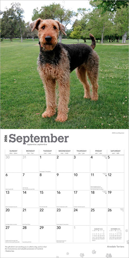 Airedale Terriers | 2026 12 x 24 Inch (Hanging) Monthly Square Wall Calendar
