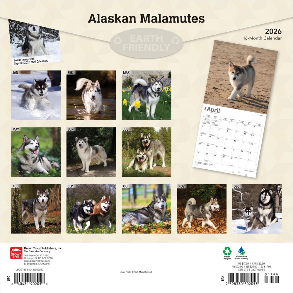 Alaskan Malamutes | 2026 12 x 24 Inch (Hanging) Monthly Square Wall Calendar