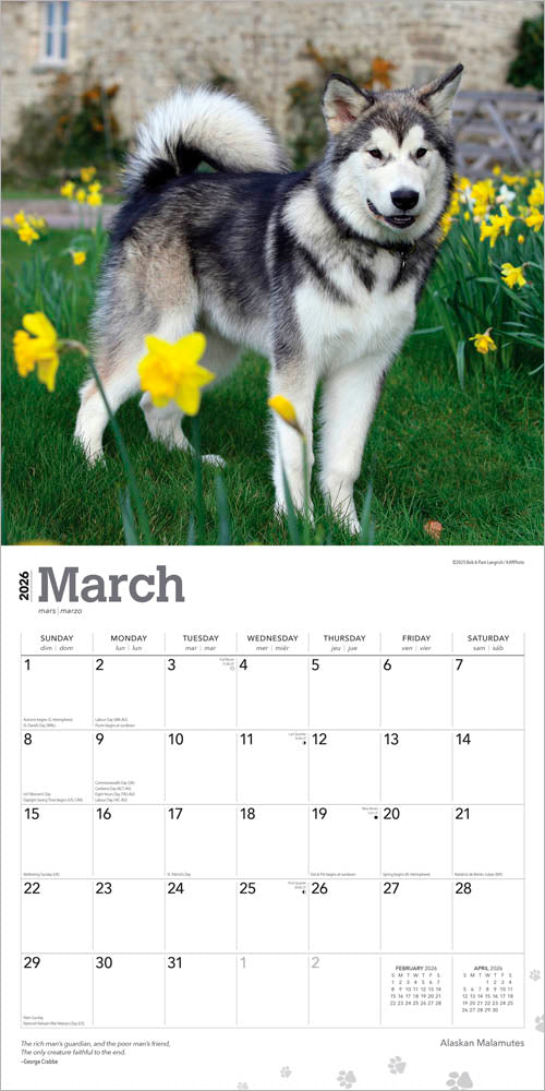 Alaskan Malamutes | 2026 12 x 24 Inch (Hanging) Monthly Square Wall Calendar