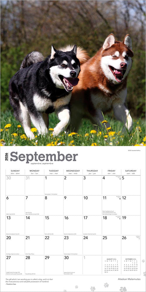 Alaskan Malamutes | 2026 12 x 24 Inch (Hanging) Monthly Square Wall Calendar