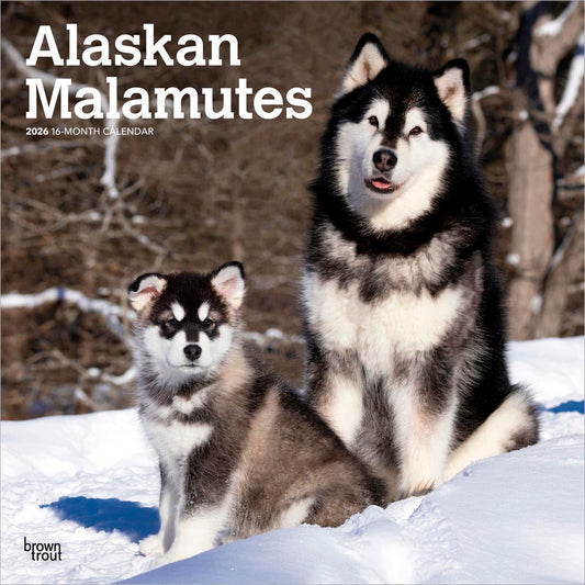 Alaskan Malamutes | 2026 12 x 24 Inch (Hanging) Monthly Square Wall Calendar