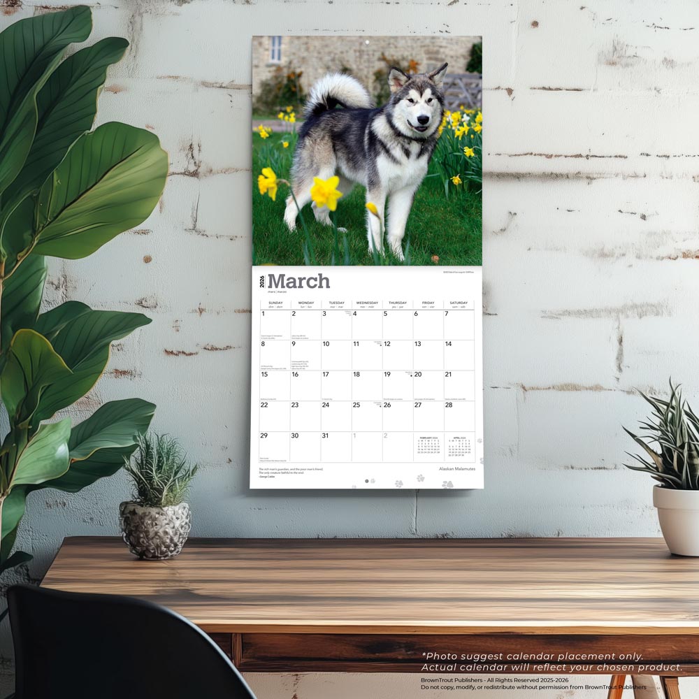 Alaskan Malamutes | 2026 12 x 24 Inch (Hanging) Monthly Square Wall Calendar