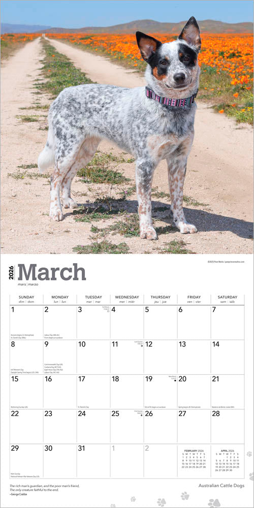 Australian Cattle Dogs | 2026 12 x 24 Inch (Hanging) Monthly Square Wall Calendar
