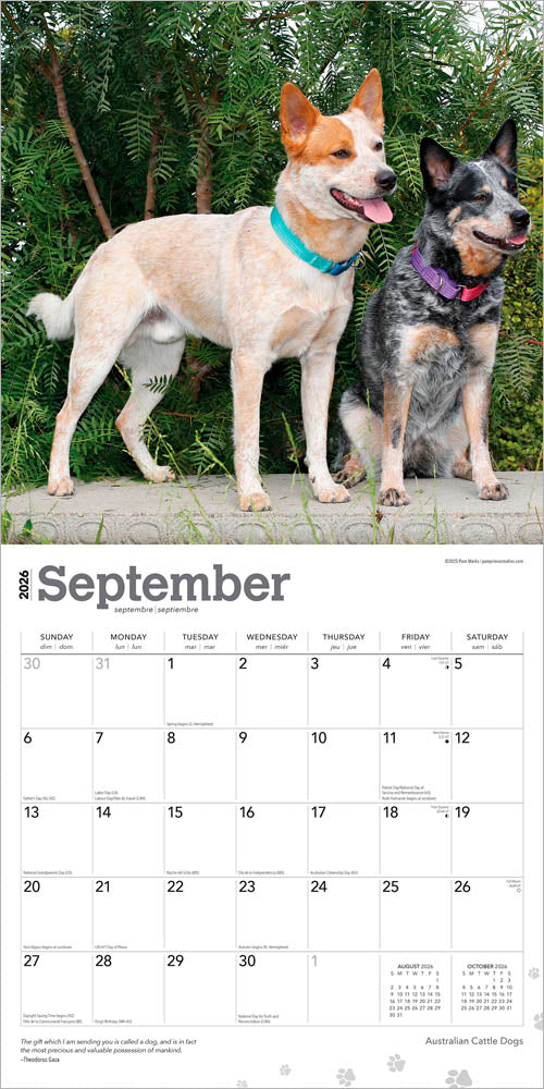 Australian Cattle Dogs | 2026 12 x 24 Inch (Hanging) Monthly Square Wall Calendar