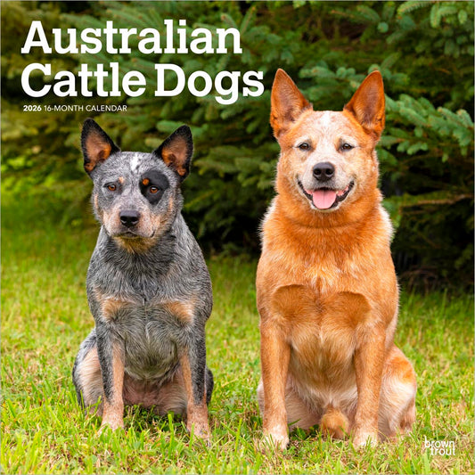 Australian Cattle Dogs | 2026 12 x 24 Inch (Hanging) Monthly Square Wall Calendar