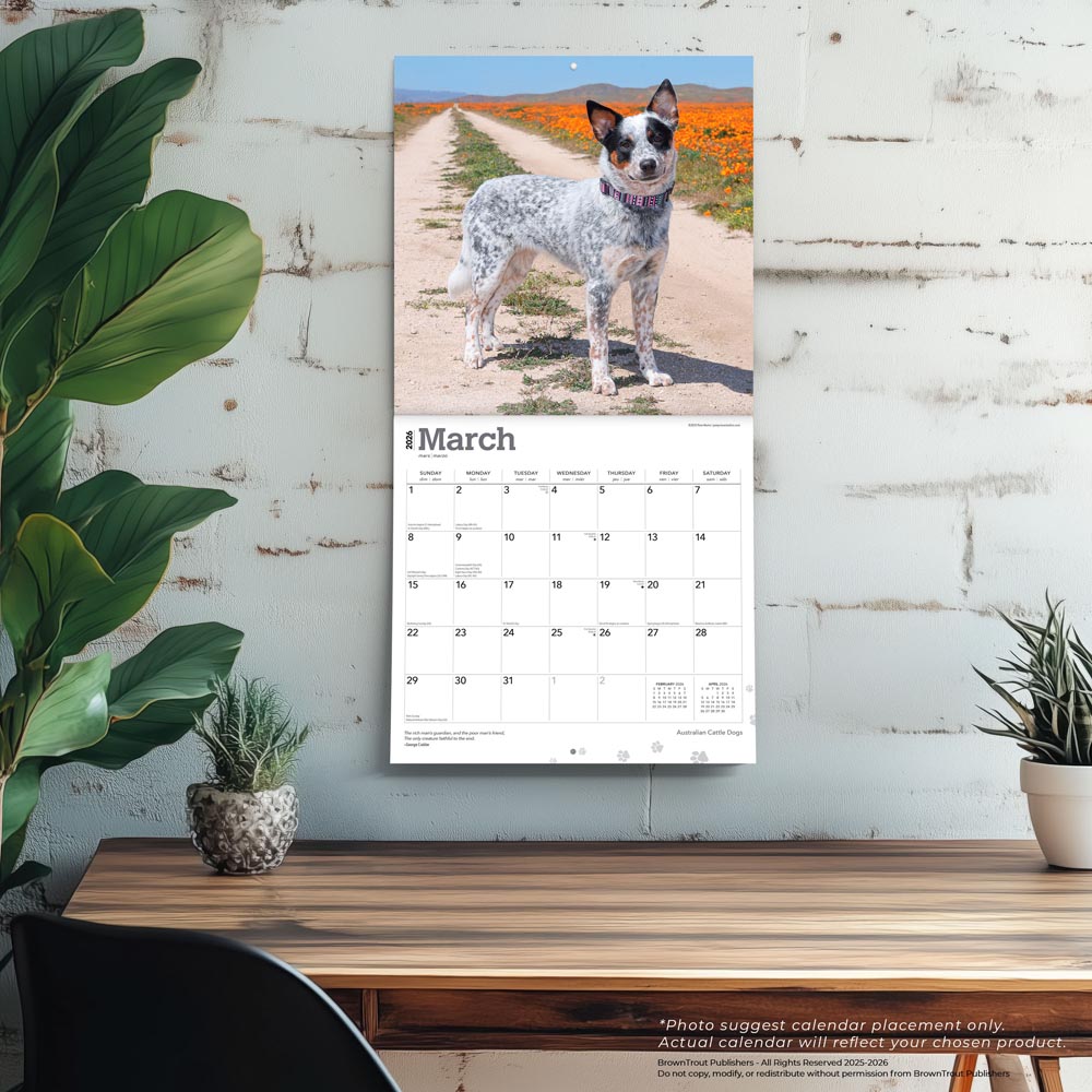 Australian Cattle Dogs | 2026 12 x 24 Inch (Hanging) Monthly Square Wall Calendar