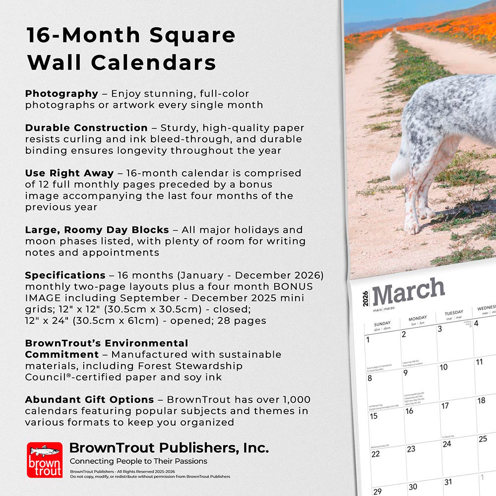 Australian Cattle Dogs | 2026 12 x 24 Inch (Hanging) Monthly Square Wall Calendar