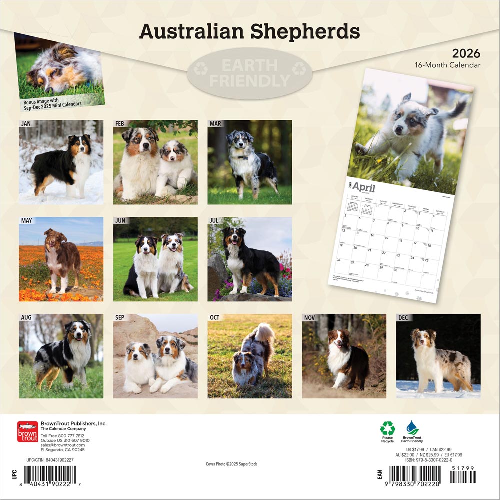 Australian Shepherds | 2026 12 x 24 Inch (Hanging) Monthly Square Wall Calendar