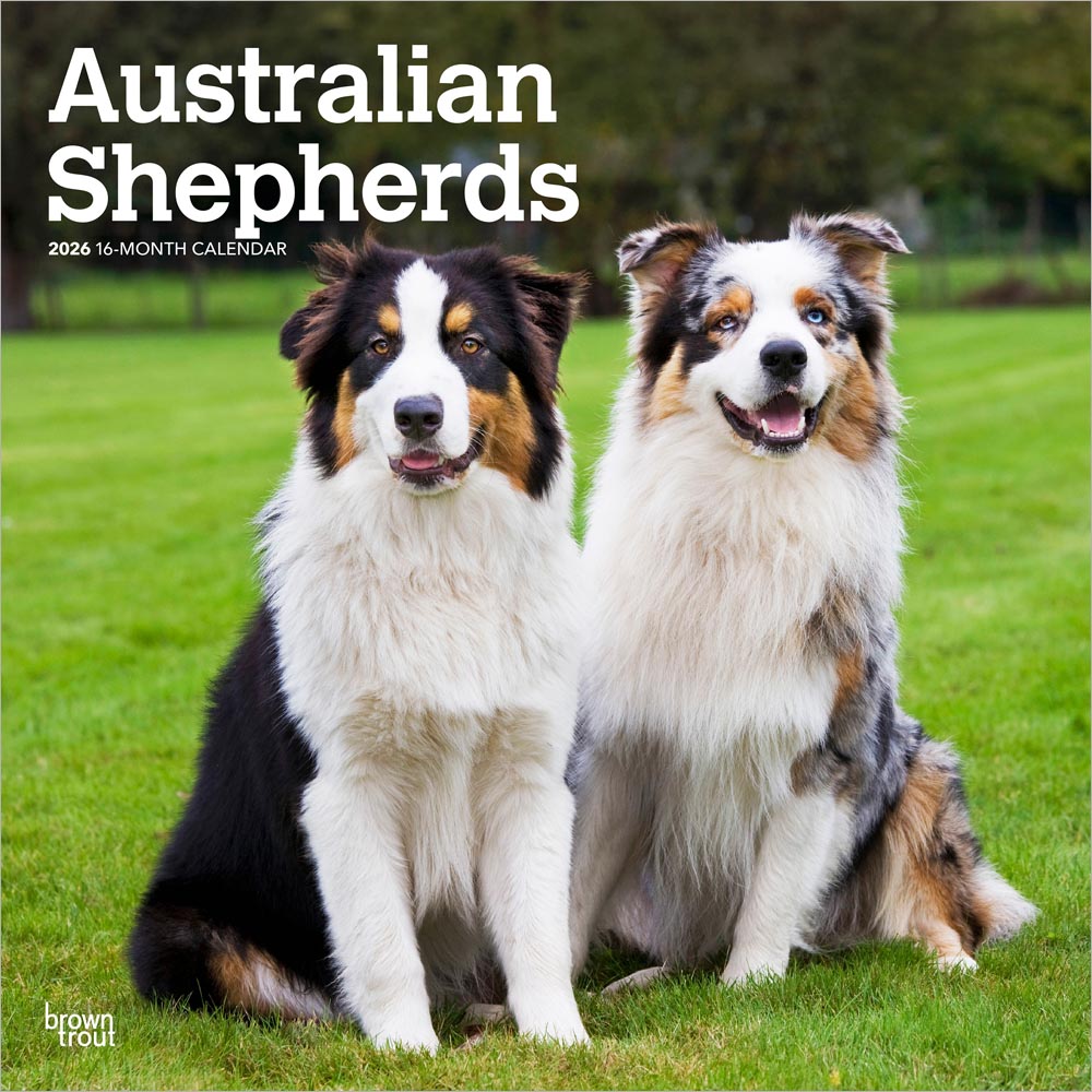 Australian Shepherds | 2026 12 x 24 Inch (Hanging) Monthly Square Wall Calendar