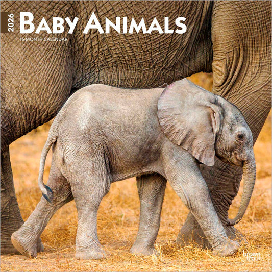 Baby Animals | 2026 12 x 24 Inch (Hanging) Monthly Square Wall Calendar