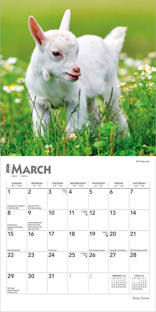 Baby Goats | 2026 7 x 14 Inch (Hanging) Monthly Mini Wall Calendar
