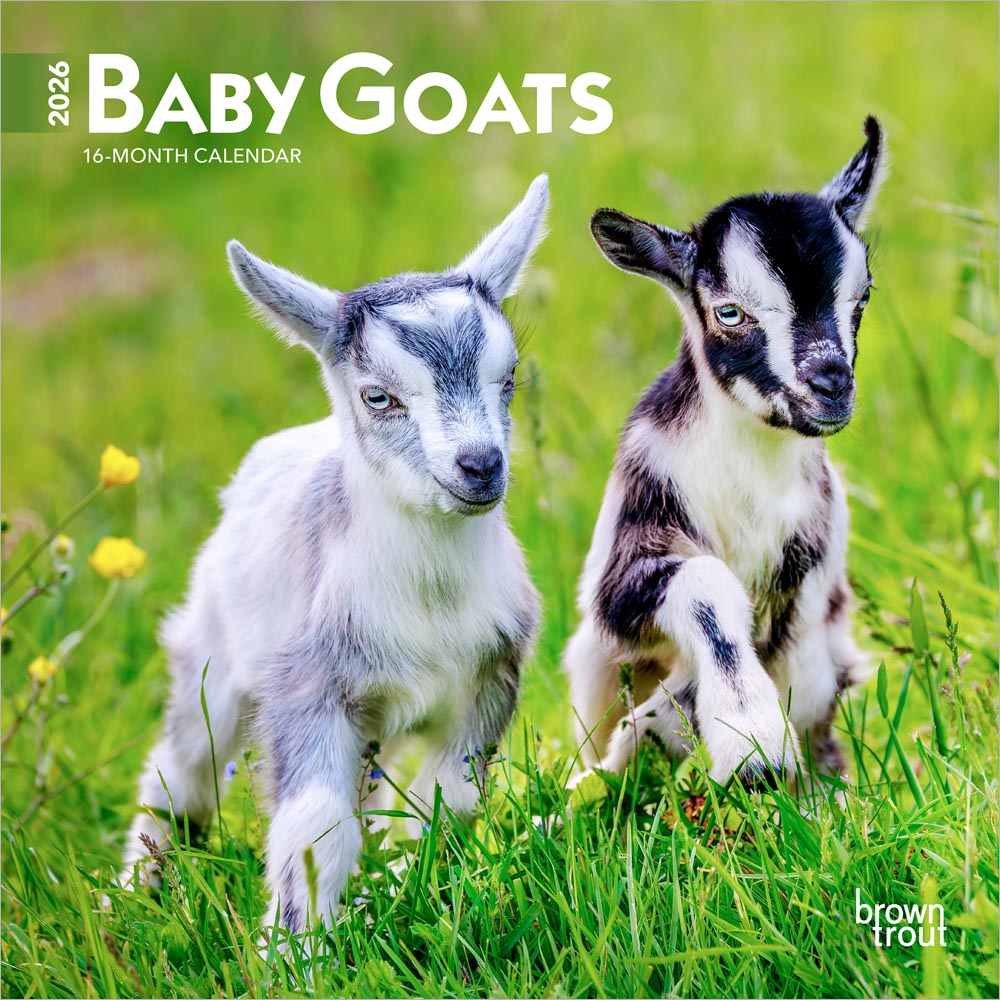 Baby Goats | 2026 7 x 14 Inch (Hanging) Monthly Mini Wall Calendar