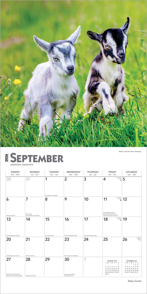 Baby Goats | 2026 12 x 24 Inch (Hanging) Monthly Square Wall Calendar