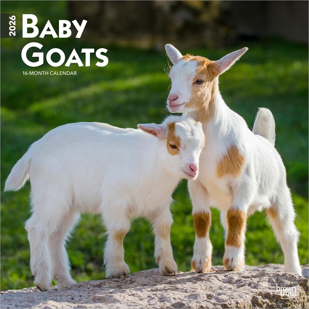 Baby Goats | 2026 12 x 24 Inch (Hanging) Monthly Square Wall Calendar