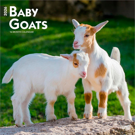 Baby Goats | 2026 12 x 24 Inch (Hanging) Monthly Square Wall Calendar