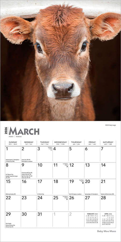 Baby Moo Moos | 2026 7 x 14 Inch (Hanging) Monthly Mini Wall Calendar