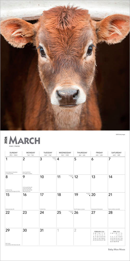 Baby Moo Moos | 2026 12 x 24 Inch (Hanging) Monthly Square Wall Calendar