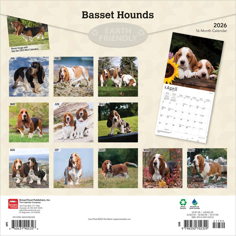 Basset Hounds | 2026 12 x 24 Inch (Hanging) Monthly Square Wall Calendar