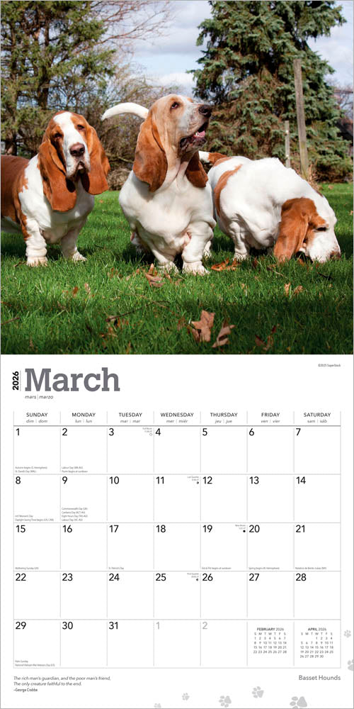 Basset Hounds | 2026 12 x 24 Inch (Hanging) Monthly Square Wall Calendar