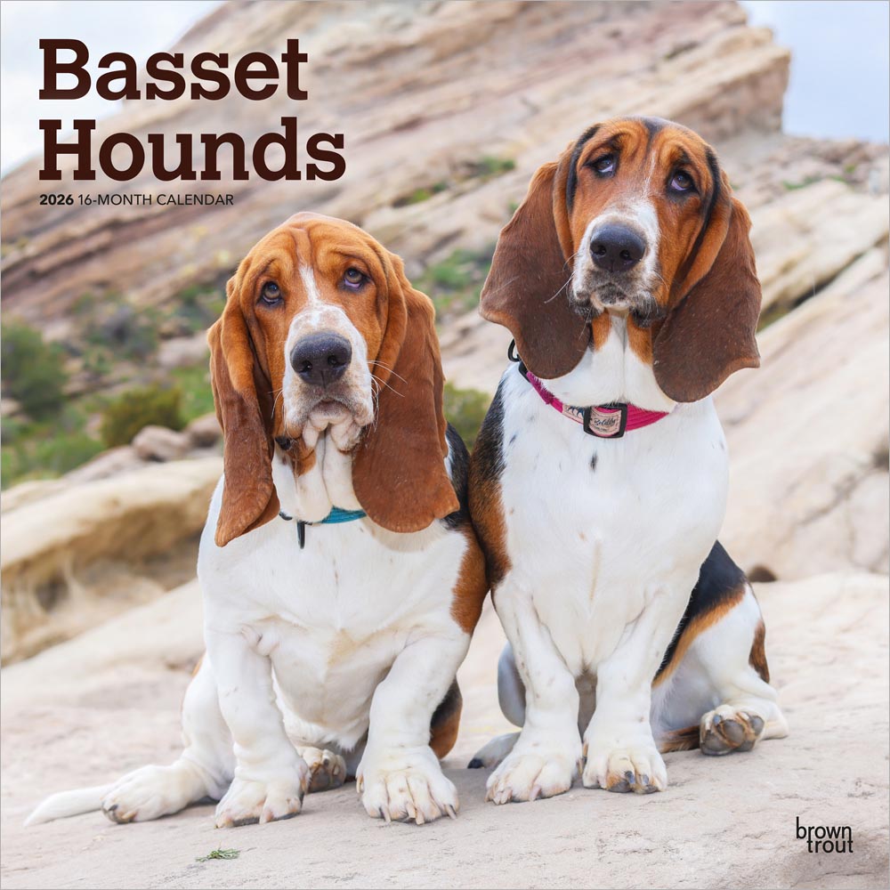 Basset Hounds | 2026 12 x 24 Inch (Hanging) Monthly Square Wall Calendar