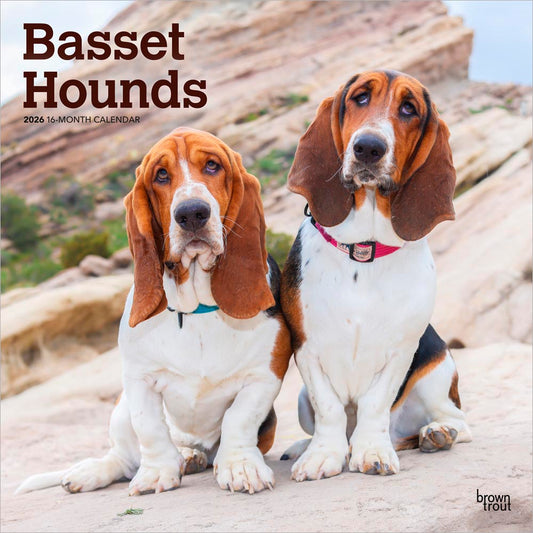 Basset Hounds | 2026 12 x 24 Inch (Hanging) Monthly Square Wall Calendar