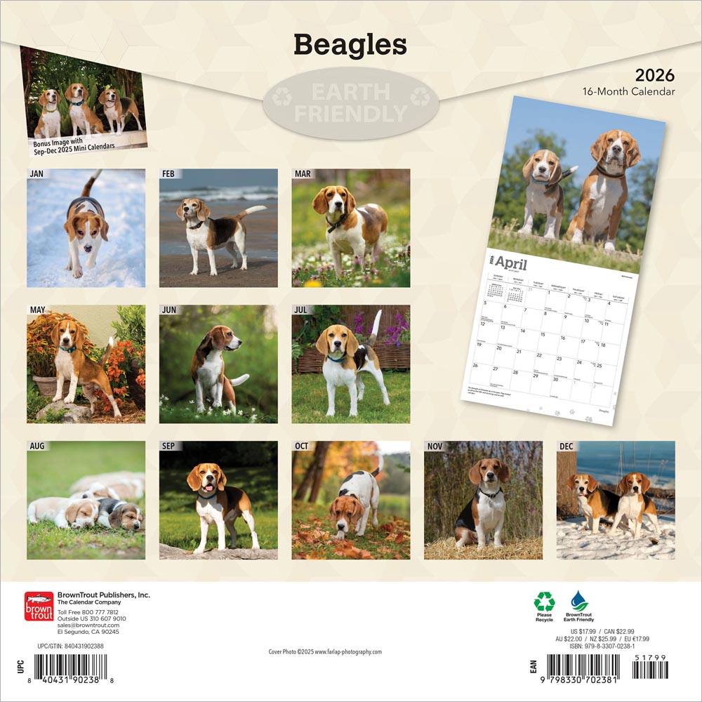 Beagles | 2026 12 x 24 Inch (Hanging) Monthly Square Wall Calendar