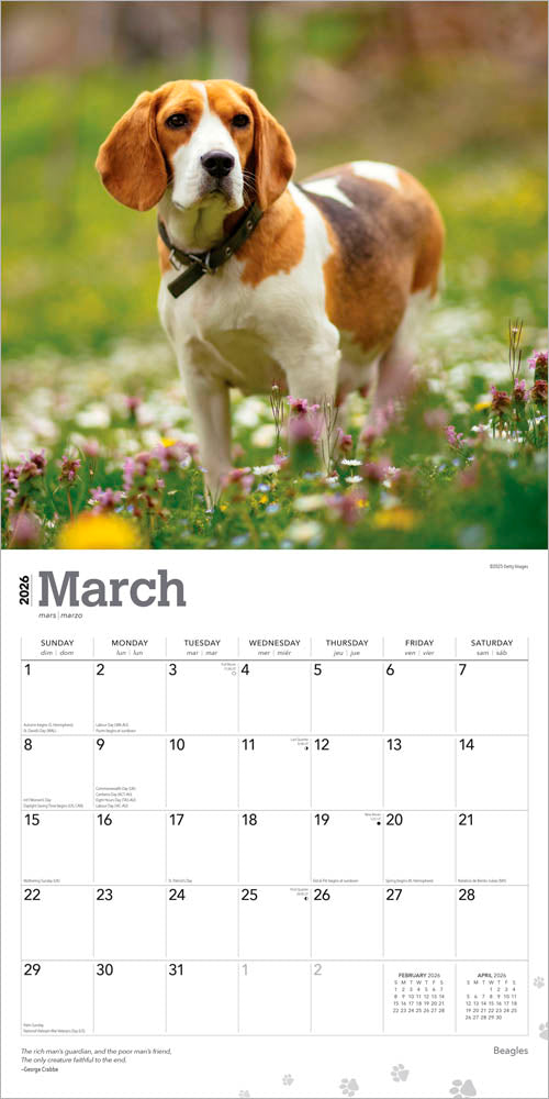 Beagles | 2026 12 x 24 Inch (Hanging) Monthly Square Wall Calendar