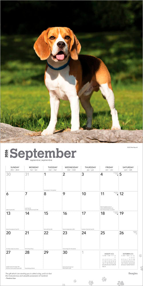 Beagles | 2026 12 x 24 Inch (Hanging) Monthly Square Wall Calendar
