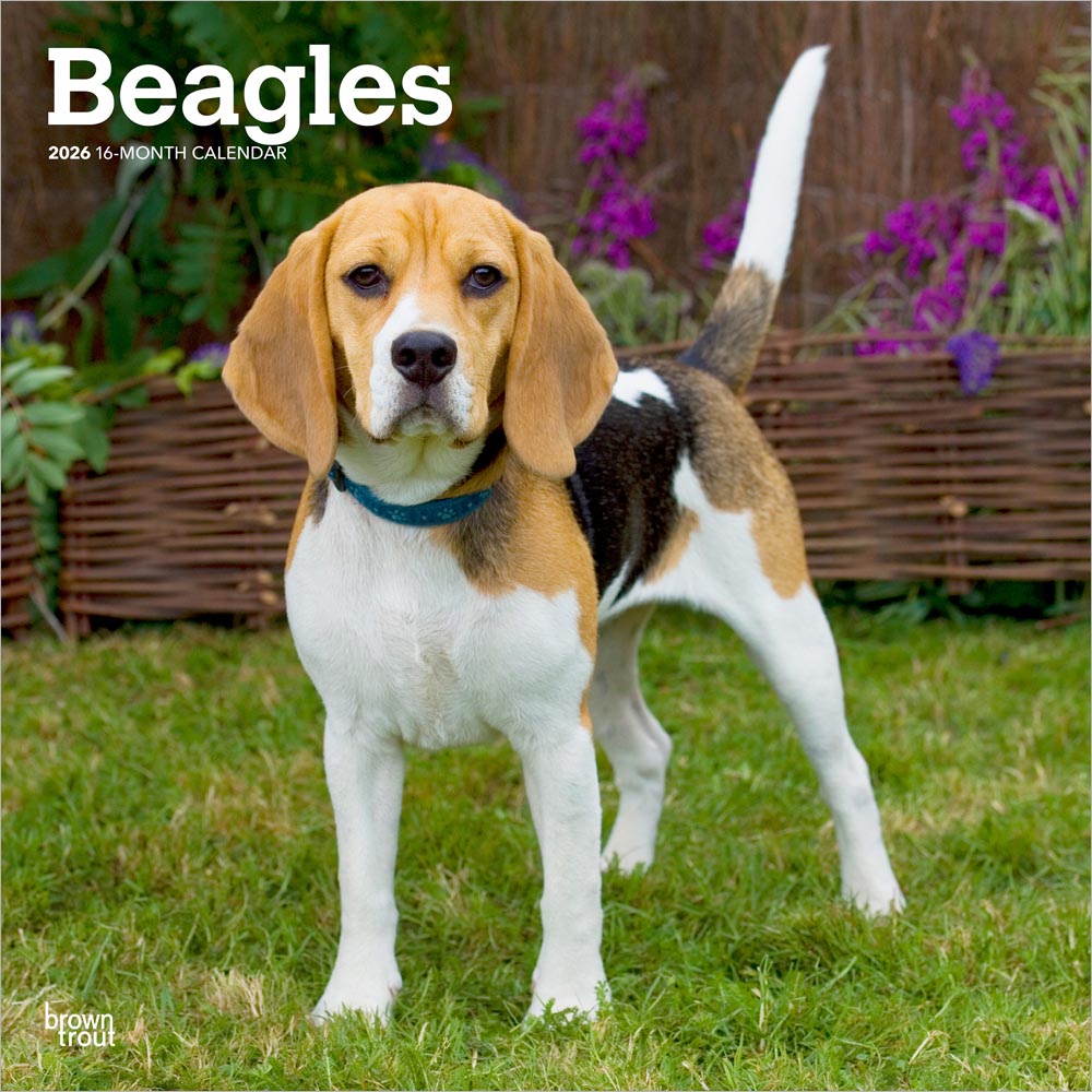 Beagles | 2026 12 x 24 Inch (Hanging) Monthly Square Wall Calendar