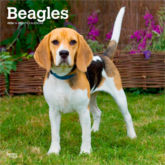 Beagles | 2026 12 x 24 Inch (Hanging) Monthly Square Wall Calendar
