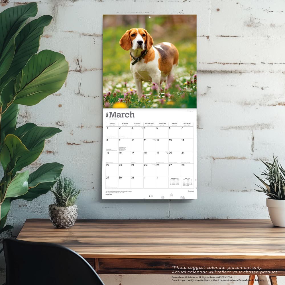 Beagles | 2026 12 x 24 Inch (Hanging) Monthly Square Wall Calendar