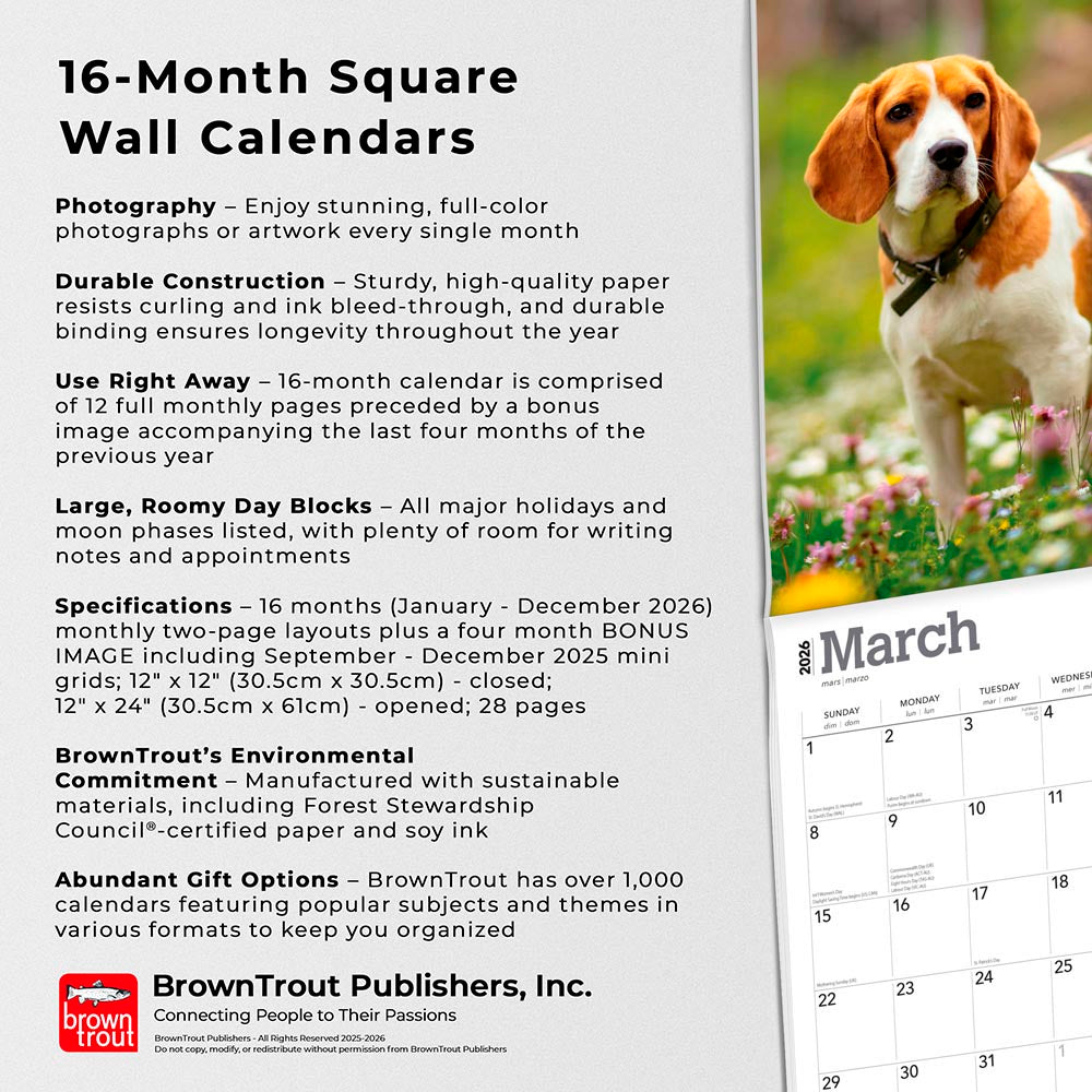 Beagles | 2026 12 x 24 Inch (Hanging) Monthly Square Wall Calendar