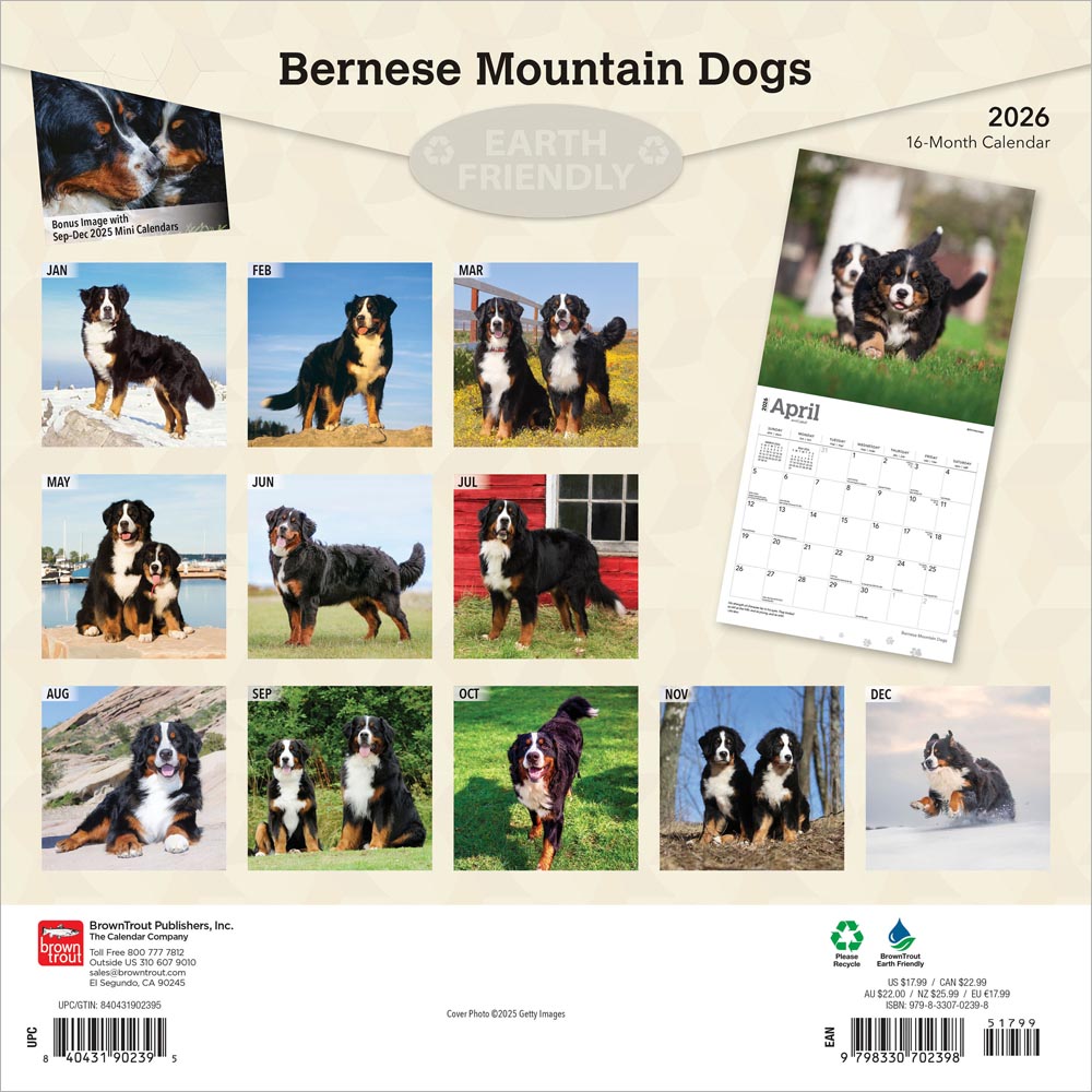 Bernese Mountain Dogs | 2026 12 x 24 Inch (Hanging) Monthly Square Wall Calendar