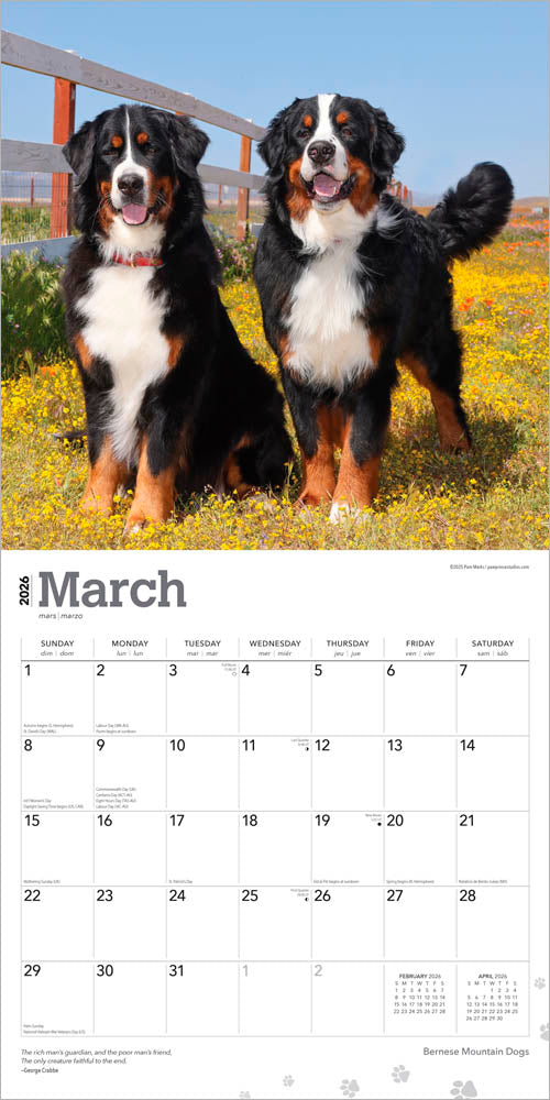 Bernese Mountain Dogs | 2026 12 x 24 Inch (Hanging) Monthly Square Wall Calendar