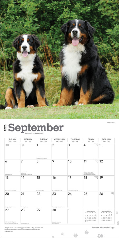 Bernese Mountain Dogs | 2026 12 x 24 Inch (Hanging) Monthly Square Wall Calendar