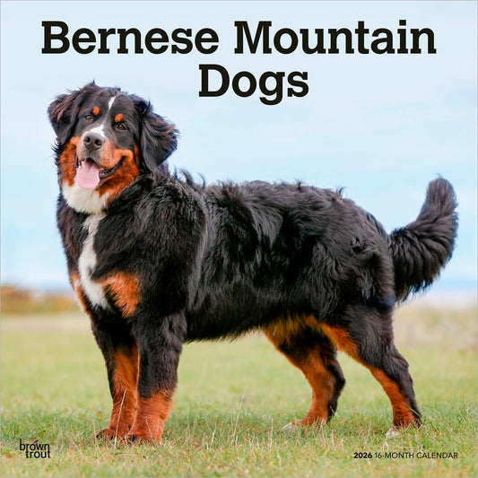 Bernese Mountain Dogs | 2026 12 x 24 Inch (Hanging) Monthly Square Wall Calendar
