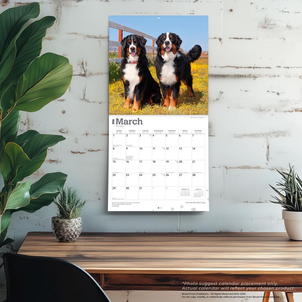 Bernese Mountain Dogs | 2026 12 x 24 Inch (Hanging) Monthly Square Wall Calendar
