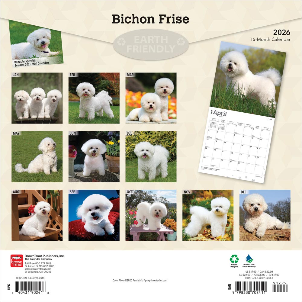 Bichon Frise | 2026 12 x 24 Inch (Hanging) Monthly Square Wall Calendar