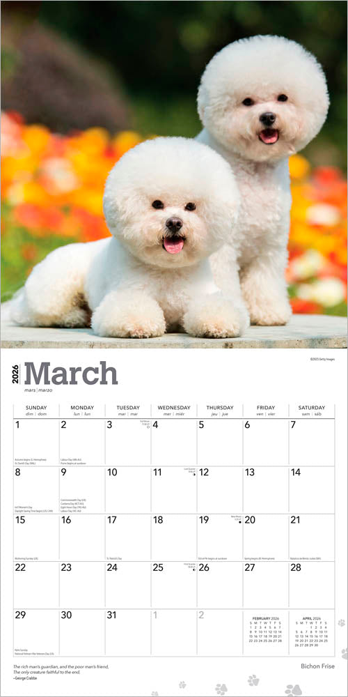 Bichon Frise | 2026 12 x 24 Inch (Hanging) Monthly Square Wall Calendar